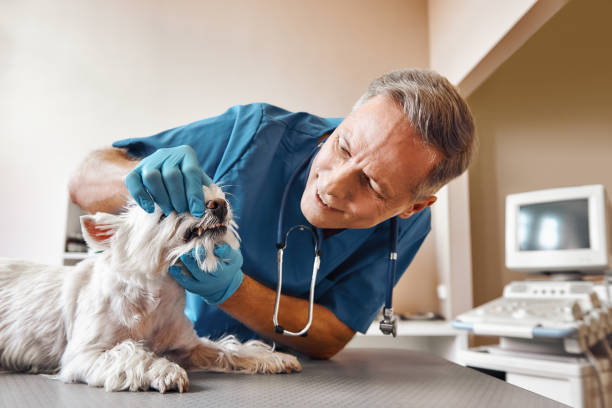 Best 24-Hour Emergency Dentist in Sullivan, IL